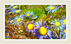 Daisy Felicia australis Sambreeltjies, by Peter Maas